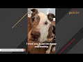 Woman won't take vacations due to ailing senior dog