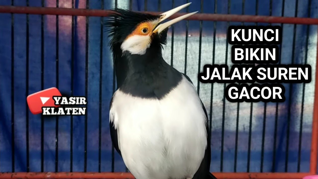 CUMA 1 kunci bikin burung jalak suren jadi gacor yaitu dibikin birahi tinggi | pemula wajib nonton