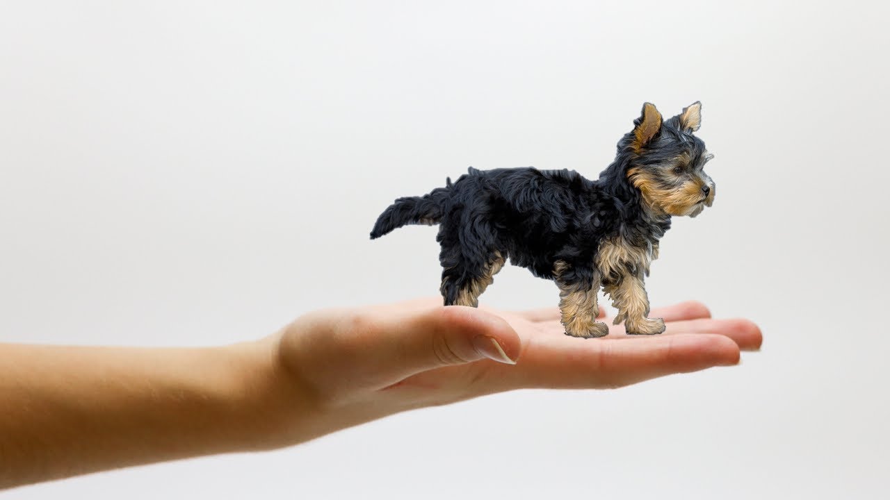 dog breeds smallest to largest