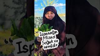 Ispanağın Mizacı Soğuk Ve Nemlidir. Ç