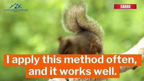 How to get a squirrel out of your house