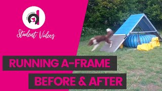 RELIABLE RUNNING A-FRAME-Inconsistent stride to complex handling on Marita's running contact course.