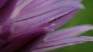 salpedi-Macro Photography (Part 1 )