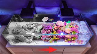 Reviving my AlgaeInfested Reef Tank