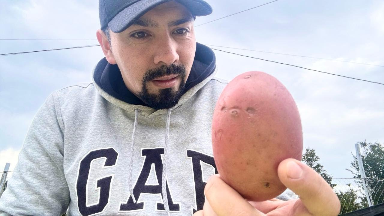 Siembra de papas, ¿Cómo sembrar papas? Siembra de papas en el campo, Siembra de papas en Chile.
