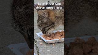 Helping street cats stay healthy every day 🐾🥣