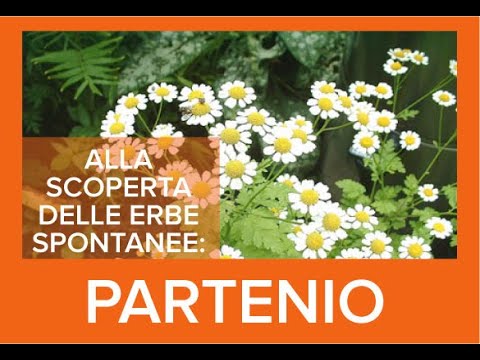 Video: Piante del Partenio: come coltivare il Partenio