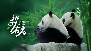 那葉有靈 EP01 生命 #chinesefood #紀錄片 #documentary