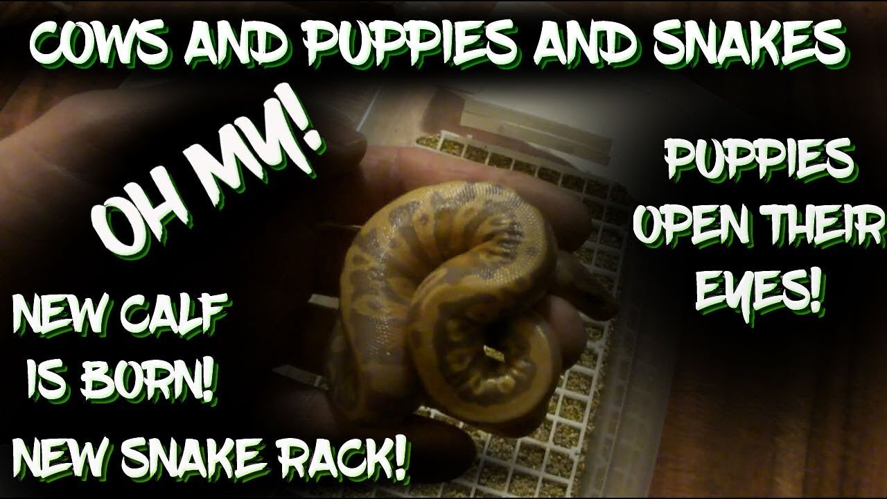 incubator baby Cows and Puppies and Snakes - OH MY!