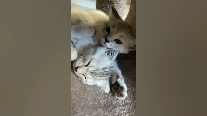 Watch the video about Beauty sleep | Scottish Fold Bengal Kittens