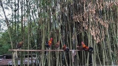 Roosting - Going to Bed - Jungle Fowl Mixed Bantam Qaib Dib