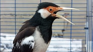 Download lagu Pancingan Jalak Suren Gacor Mompa Full Isian Variasi - Masteran Suara Burung Jalak Full Isian Mewah