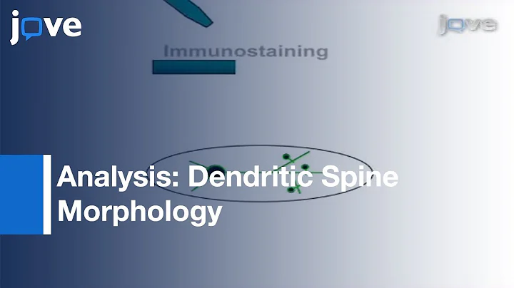 Analysis Of Dendritic Spine Morphology In Cultured CNS Neurons l Protocol Preview
