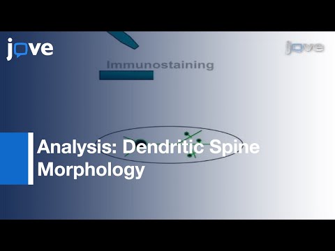 Analysis Of Dendritic Spine Morphology In Cultured CNS Neurons l Protocol Preview