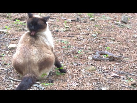 Siamese cat vs Snake || 뱀잡는 샴고양이