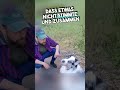 So rettet der Hund seinem Freund das Leben 😲