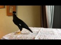 すがちゃん:まだお披露目しないんだ