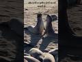 Amazing Seal Facts You Didn’t Know | Ocean Animal Shorts #sealife #youtubeshorts