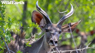 WildEarth - Sunrise Safari -  28 March 2024