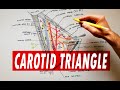 Carotid triangle - boundaries & contents | Anatomy Tutorial