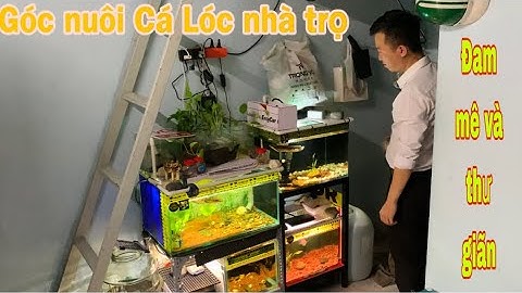 Góc nuôi Cá Lóc Cảnh nhà trọ của A Chàng nhân viên văn phòng - Thái salem