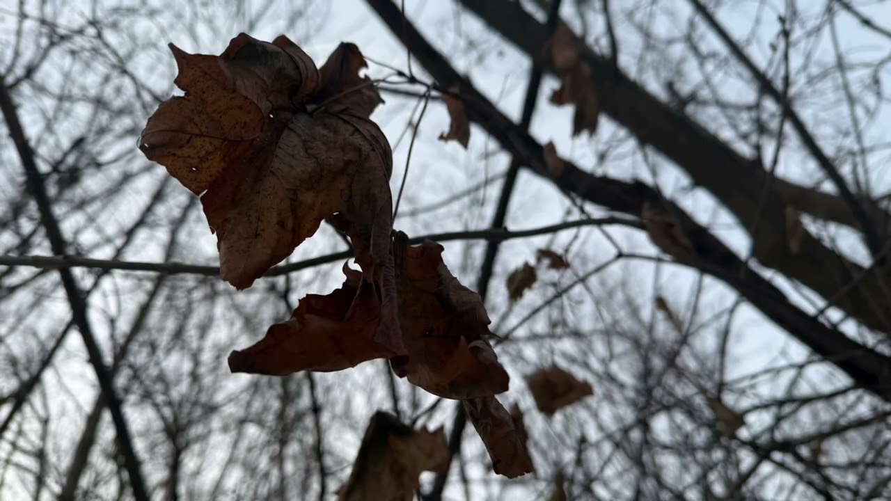 Dire Straits | Sultans of Swing | Daily Walk Look Around | 2025 12 18 | Favorite Soundtracks