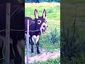 cartoon #viral #funny #memes #reels #animation #shortvideo #tranding #cartoon #funnyreel