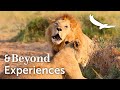 Experiences TV | Mini Mara Safari | Masai Mara | Episode Eight | Kenya