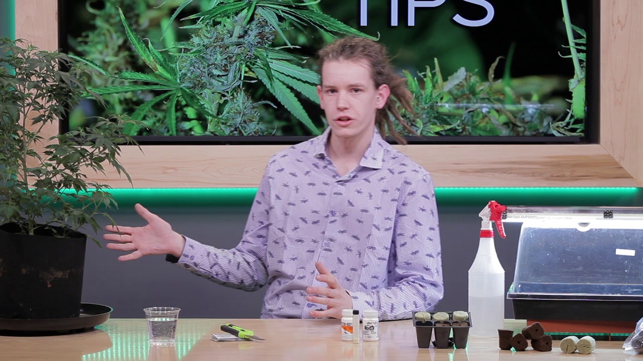 The Cannabis Show - Episode 104 (Best of 2018 Part 1)