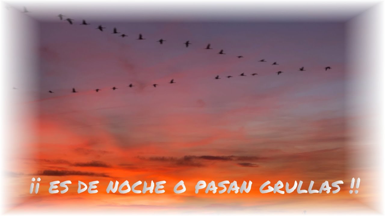 El VUELO Y CANTO DE LAS GRULLAS II   Grullas en las lagunas de Manjavacas y Villacañas