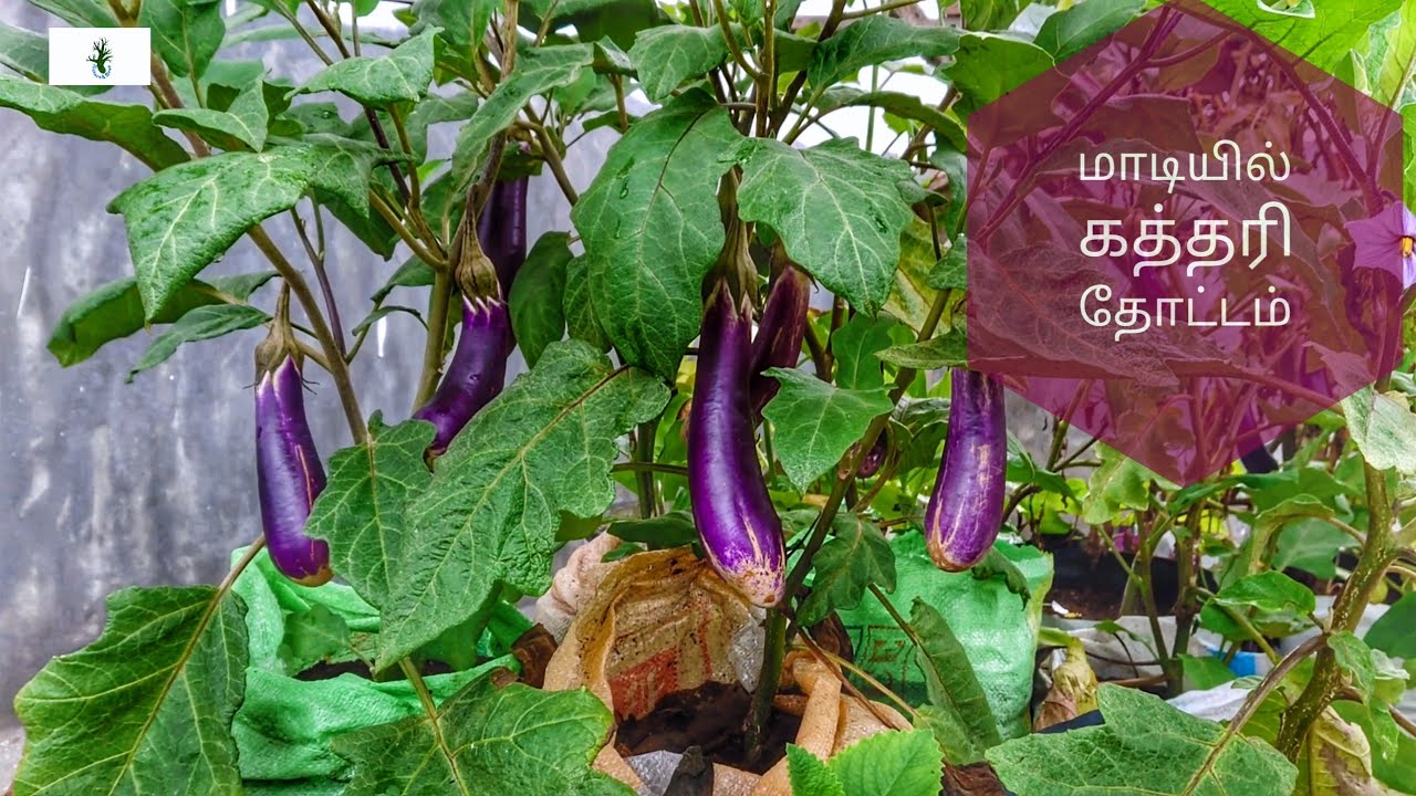 Eggplant yield in terrace garden மாடித் தோட்டத்தில் கத்திரிக்காய் விளைச்சல் YouTube