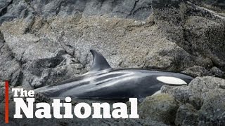 Stranded orca saved by volunteers