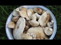 Весенние грибы. Рядовка майская  (Calocybe gambosa). Где растут,  как найти, как узнать