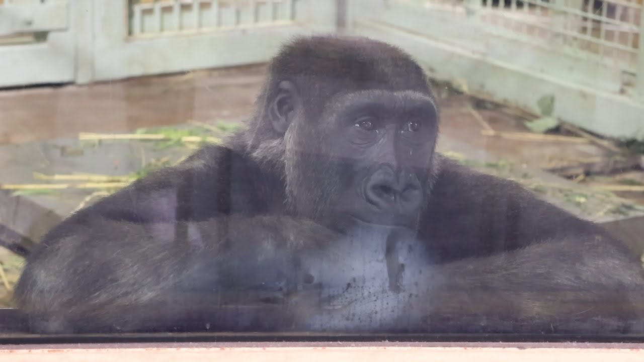 朝ご飯まだ〜? 飼育員を呼ぶかのようにドラミングを連発する子ゴリラ⭐️Gorilla【京都市動物園】Kintaro was beating ...