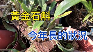 2019 黃金石斛蘭今年種的壯等明年大開秋天蘭花石斛蘭 