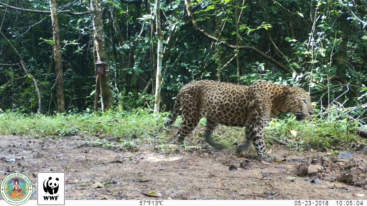 動画あり 自動撮影カメラが捉えた トラとヒョウ Wwfジャパン 動画あり 自動撮影カメラが捉えた トラとヒョウ Wwfジャパン