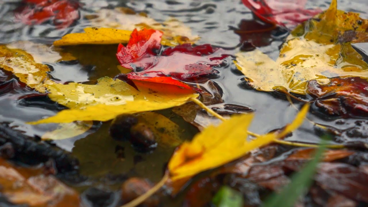 Free Autumn Leaves Stock Video Footage || Free stock videos