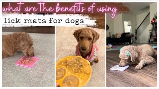 You Won’t Believe The Benefits of Lick Mats for Dogs? #DogEnrichment #dogcare #doglover #dogmomlife