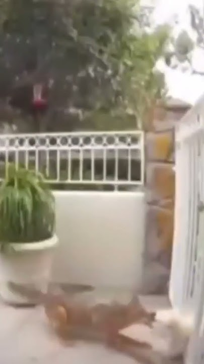 Coyote Attacks Dog Why The World Needs Trappers #Coyote #Dog #attack #