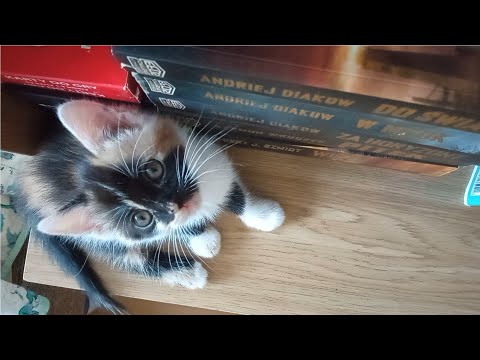 Wideo: Jak rozpoznać kota ragdoll: 10 kroków (ze zdjęciami)