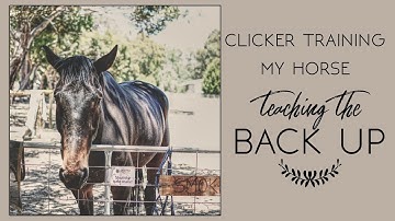Clicker Training My Horse #2 // TEACHING THE BACK UP