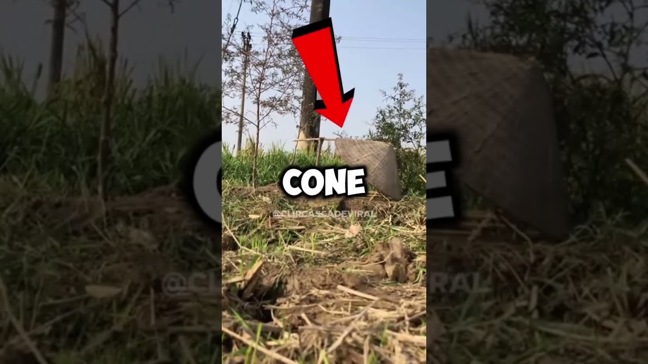 Insane Leaf Cone Trap Catches Bird in Seconds! 🕊️🍂💥