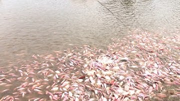 Nuôi cá diêu hồng bằng công nghệ biofloc