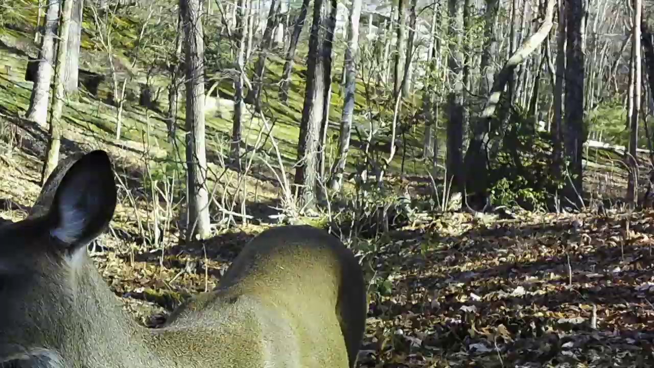 Trail Cam YouTube