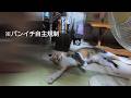 質素な日常でもウチの娘猫は多分これで幸せ