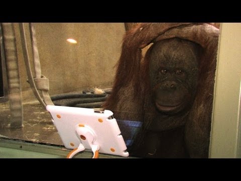 Video: Der Orang-Utan, Der Das IPad Am Besten Beherrscht, Hat Einen Krebstumor