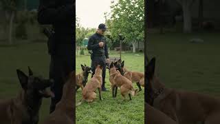 my dog is very smart 👍🥹#funny #dogs