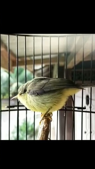 kowul trotol gacor