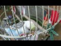 インコ チーちゃんの得意技  鳥かご ひもほどく 芸