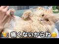猫にバリカンをかけたら、どうなると思いますか？